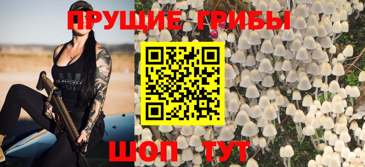 Галлюциногенные грибы Psilocybe Котовск